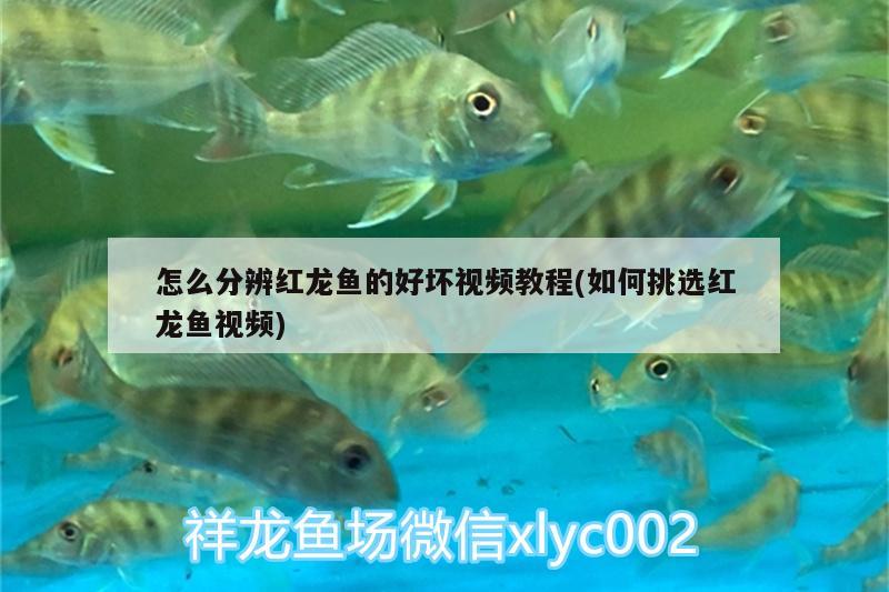 怎么分辨紅龍魚(yú)的好壞視頻教程(如何挑選紅龍魚(yú)視頻)