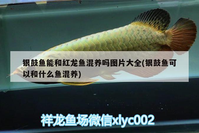 銀鼓魚能和紅龍魚混養(yǎng)嗎圖片大全(銀鼓魚可以和什么魚混養(yǎng))