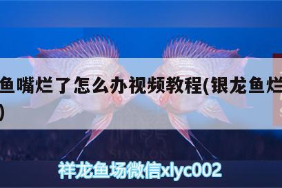 銀龍魚嘴爛了怎么辦視頻教程(銀龍魚爛嘴怎么治) 銀龍魚