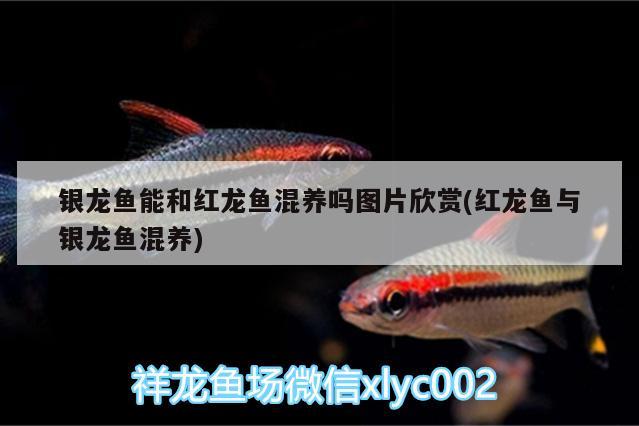 銀龍魚能和紅龍魚混養(yǎng)嗎圖片欣賞(紅龍魚與銀龍魚混養(yǎng)) 銀龍魚百科