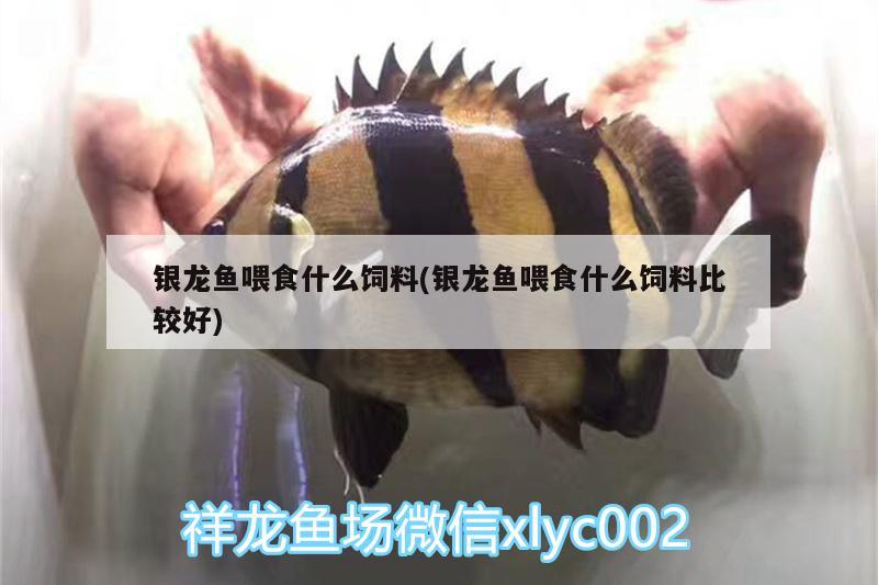 銀龍魚喂食什么飼料(銀龍魚喂食什么飼料比較好)