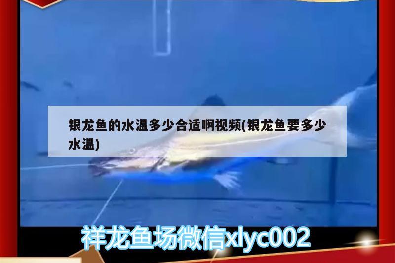 銀龍魚(yú)的水溫多少合適啊視頻(銀龍魚(yú)要多少水溫) 銀龍魚(yú)