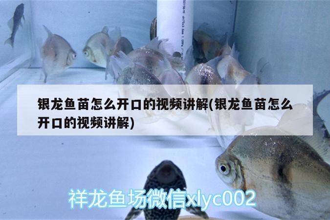 銀龍魚苗怎么開口的視頻講解(銀龍魚苗怎么開口的視頻講解) 銀龍魚