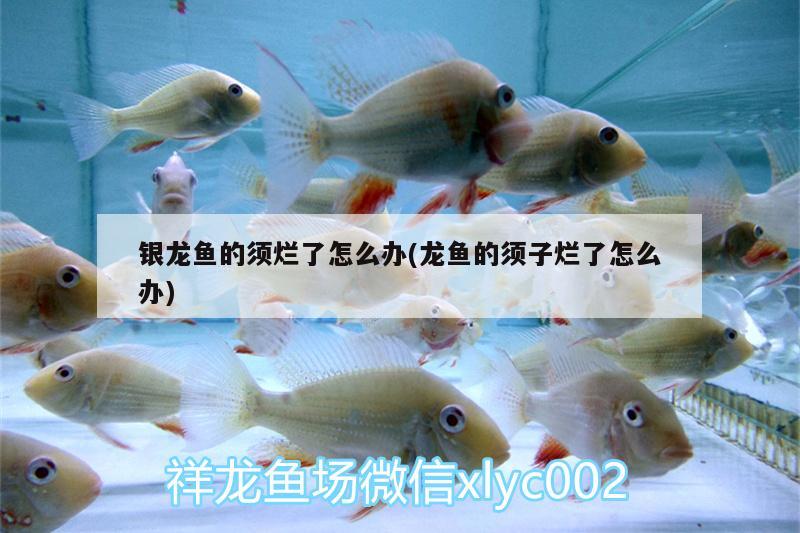 銀龍魚的須爛了怎么辦(龍魚的須子爛了怎么辦) 銀龍魚百科