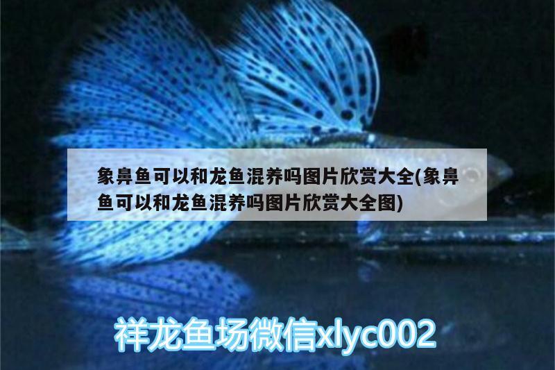 象鼻魚可以和龍魚混養(yǎng)嗎圖片欣賞大全(象鼻魚可以和龍魚混養(yǎng)嗎圖片欣賞大全圖) 過背金龍魚