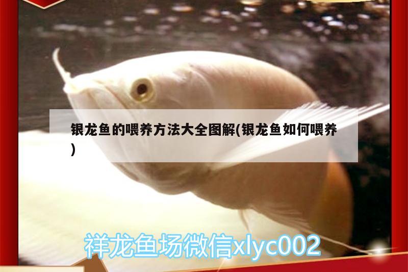 銀龍魚(yú)的喂養(yǎng)方法大全圖解(銀龍魚(yú)如何喂養(yǎng))