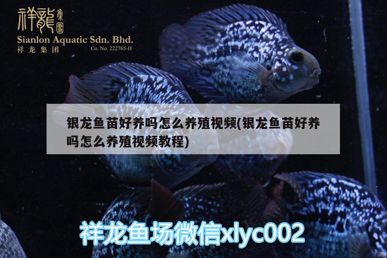 銀龍魚苗好養(yǎng)嗎怎么養(yǎng)殖視頻(銀龍魚苗好養(yǎng)嗎怎么養(yǎng)殖視頻教程)