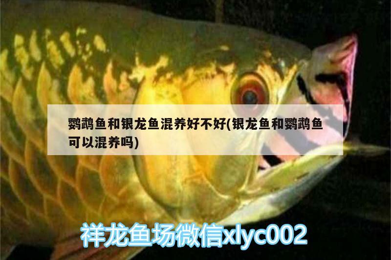 鸚鵡魚(yú)和銀龍魚(yú)混養(yǎng)好不好(銀龍魚(yú)和鸚鵡魚(yú)可以混養(yǎng)嗎) 鸚鵡魚(yú)