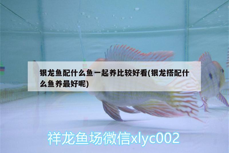 銀龍魚配什么魚一起養(yǎng)比較好看(銀龍搭配什么魚養(yǎng)最好呢) 銀龍魚百科