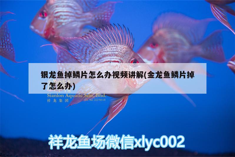 銀龍魚掉鱗片怎么辦視頻講解(金龍魚鱗片掉了怎么辦) 銀龍魚