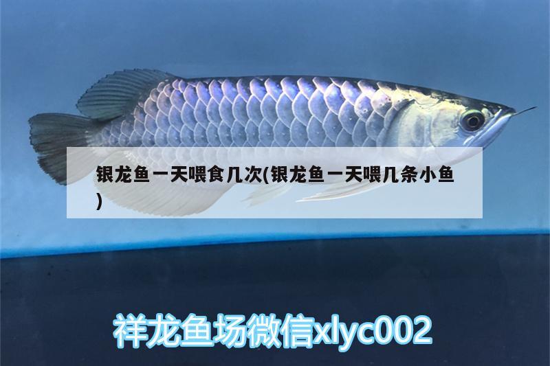 銀龍魚(yú)一天喂食幾次(銀龍魚(yú)一天喂幾條小魚(yú))