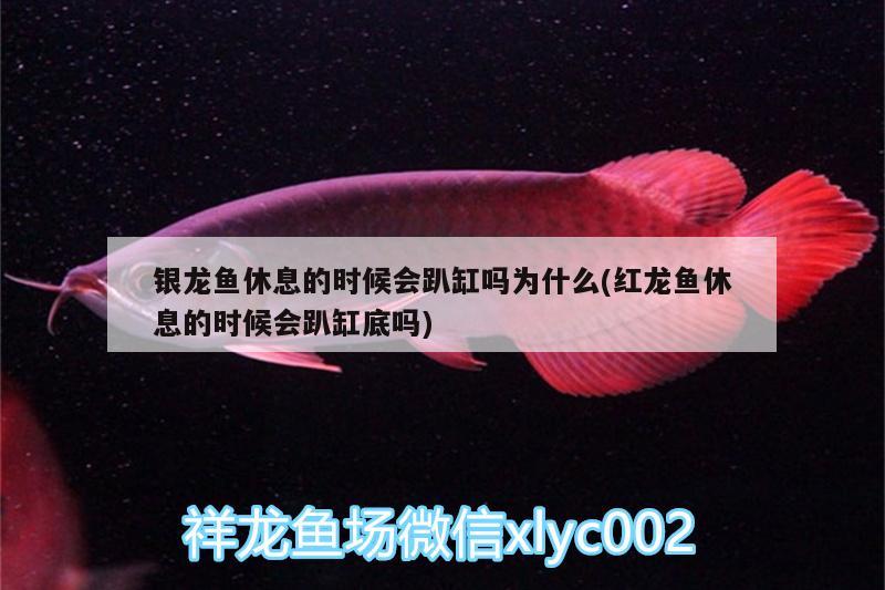 銀龍魚休息的時候會趴缸嗎為什么(紅龍魚休息的時候會趴缸底嗎)