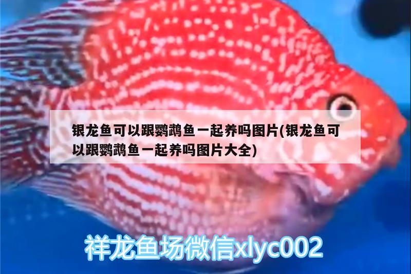 銀龍魚可以跟鸚鵡魚一起養(yǎng)嗎圖片(銀龍魚可以跟鸚鵡魚一起養(yǎng)嗎圖片大全)