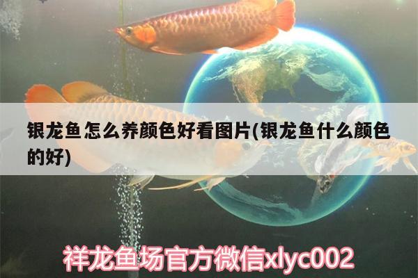 銀龍魚(yú)怎么養(yǎng)顏色好看圖片(銀龍魚(yú)什么顏色的好)