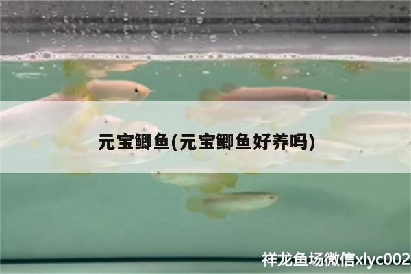 元寶鯽魚(元寶鯽魚好養(yǎng)嗎)