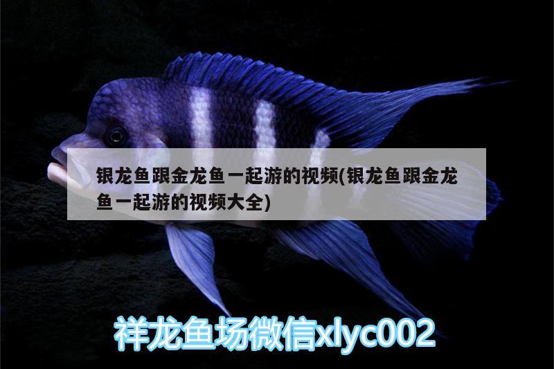 銀龍魚(yú)跟金龍魚(yú)一起游的視頻(銀龍魚(yú)跟金龍魚(yú)一起游的視頻大全) 銀龍魚(yú)百科