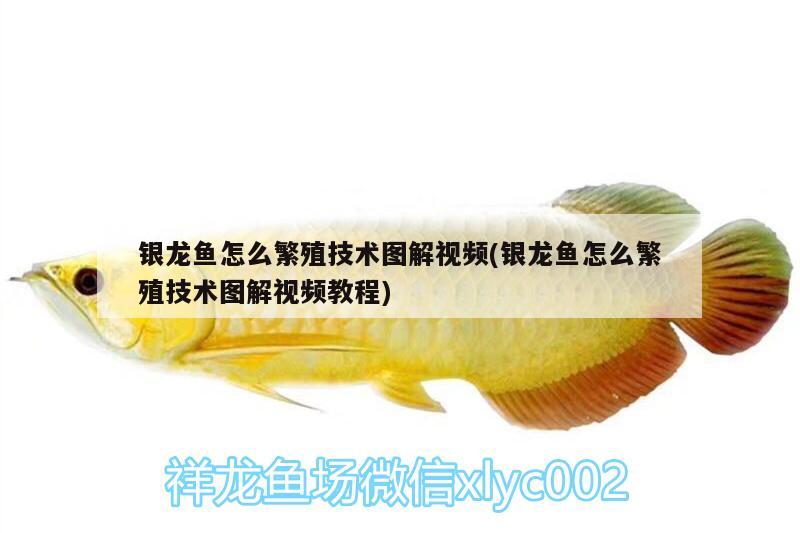 銀龍魚(yú)怎么繁殖技術(shù)圖解視頻(銀龍魚(yú)怎么繁殖技術(shù)圖解視頻教程) 銀龍魚(yú)