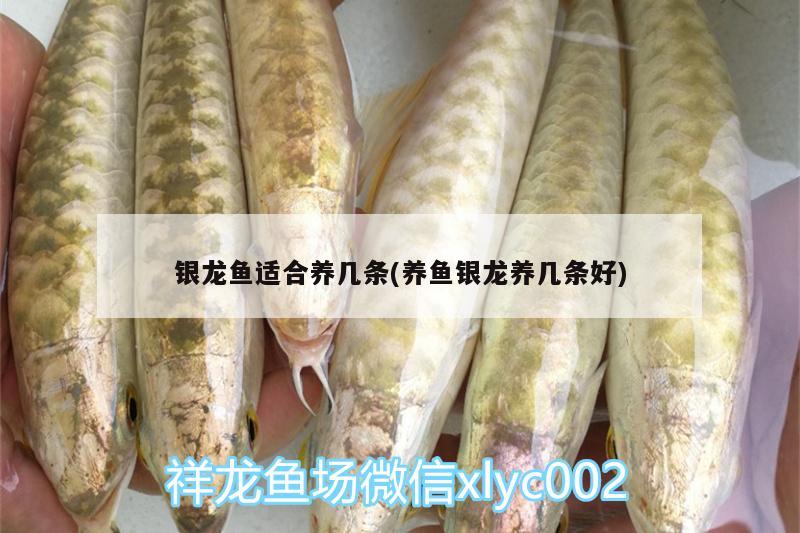 銀龍魚適合養(yǎng)幾條(養(yǎng)魚銀龍養(yǎng)幾條好)