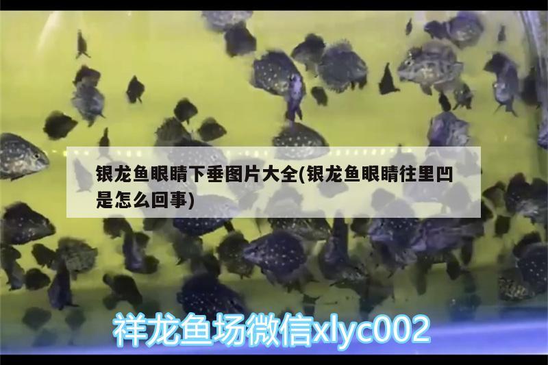 銀龍魚眼睛下垂圖片大全(銀龍魚眼睛往里凹是怎么回事) 銀龍魚百科