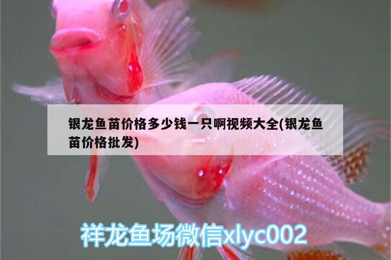 銀龍魚苗價格多少錢一只啊視頻大全(銀龍魚苗價格批發(fā))