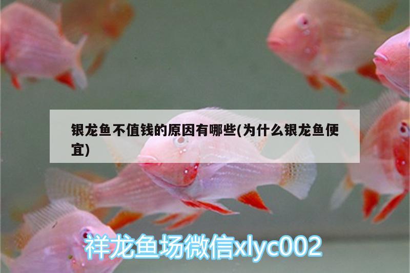 銀龍魚(yú)不值錢(qián)的原因有哪些(為什么銀龍魚(yú)便宜)