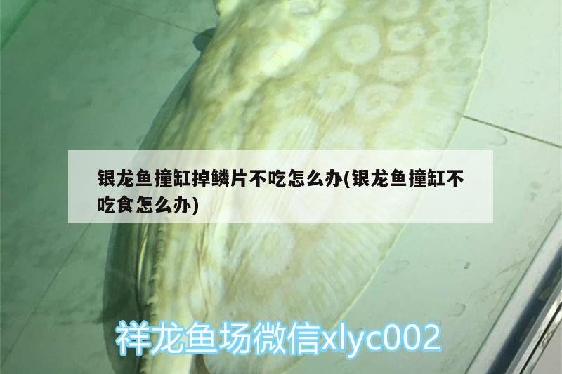 銀龍魚撞缸掉鱗片不吃怎么辦(銀龍魚撞缸不吃食怎么辦) 銀龍魚