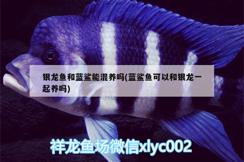 銀龍魚和藍鯊能混養(yǎng)嗎(藍鯊魚可以和銀龍一起養(yǎng)嗎)