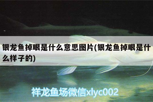 銀龍魚掉眼是什么意思圖片(銀龍魚掉眼是什么樣子的) 銀龍魚