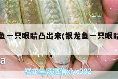 銀龍魚一只眼睛凸出來(銀龍魚一只眼睛突出)