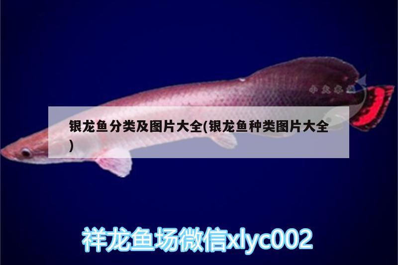 銀龍魚分類及圖片大全(銀龍魚種類圖片大全) 銀龍魚