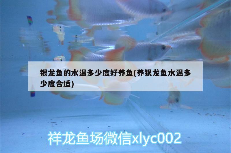 銀龍魚的水溫多少度好養(yǎng)魚(養(yǎng)銀龍魚水溫多少度合適) 銀龍魚百科