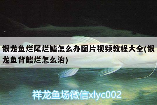 銀龍魚(yú)爛尾爛鰭怎么辦圖片視頻教程大全(銀龍魚(yú)背鰭爛怎么治) 銀龍魚(yú)百科