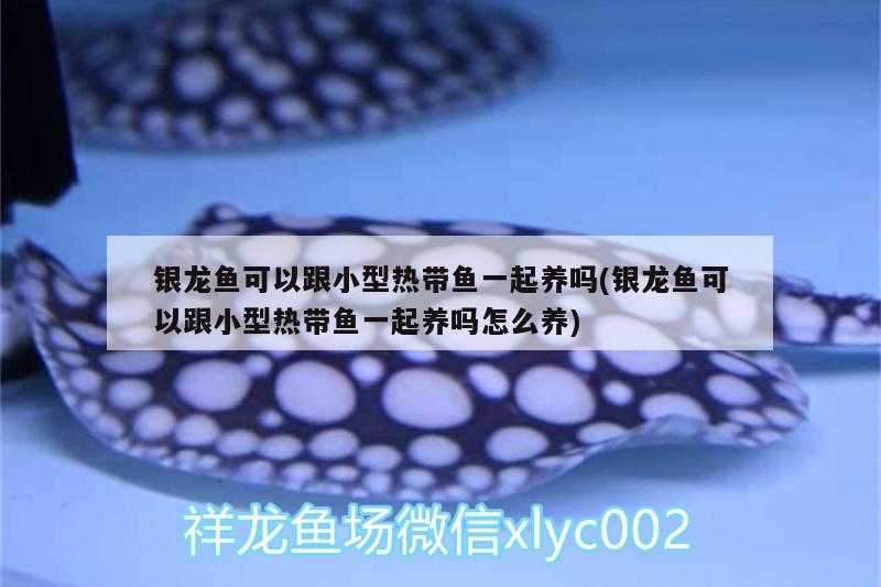 銀龍魚可以跟小型熱帶魚一起養(yǎng)嗎(銀龍魚可以跟小型熱帶魚一起養(yǎng)嗎怎么養(yǎng)) 銀龍魚百科