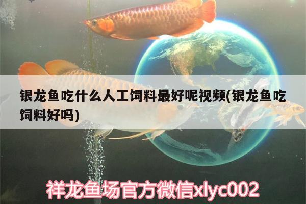 銀龍魚(yú)吃什么人工飼料最好呢視頻(銀龍魚(yú)吃飼料好嗎)