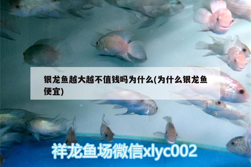 銀龍魚越大越不值錢嗎為什么(為什么銀龍魚便宜)