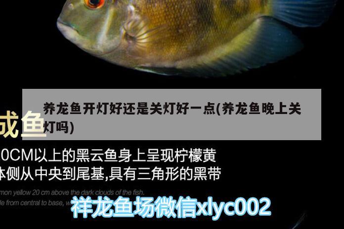 養(yǎng)龍魚開燈好還是關(guān)燈好一點(養(yǎng)龍魚晚上關(guān)燈嗎)