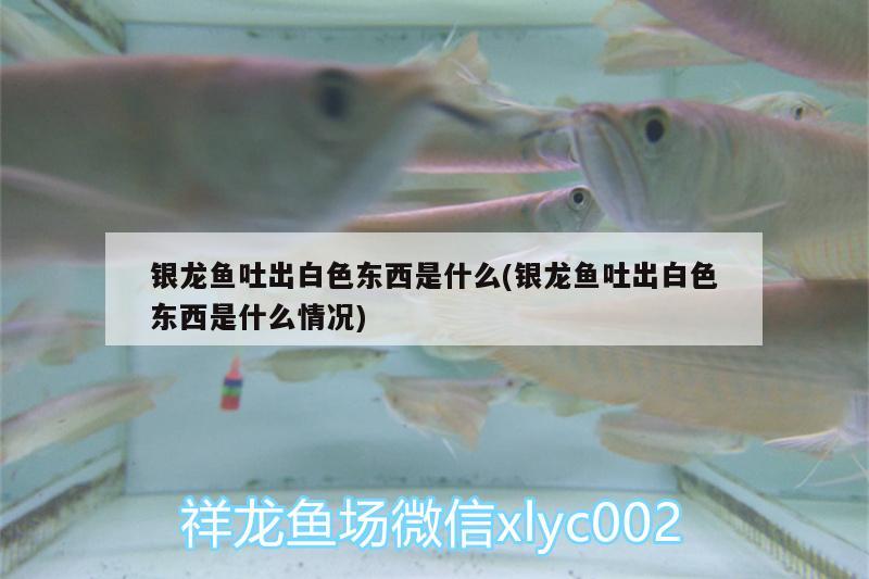 銀龍魚吐出白色東西是什么(銀龍魚吐出白色東西是什么情況) 銀龍魚 第2張