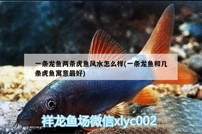 一條龍魚兩條虎魚風水怎么樣(一條龍魚和幾條虎魚寓意最好)