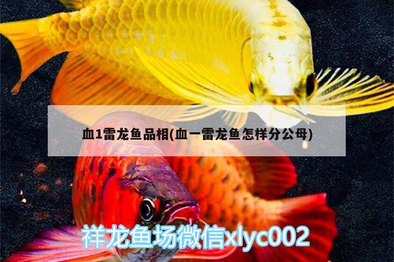 血1雷龍魚品相(血一雷龍魚怎樣分公母)