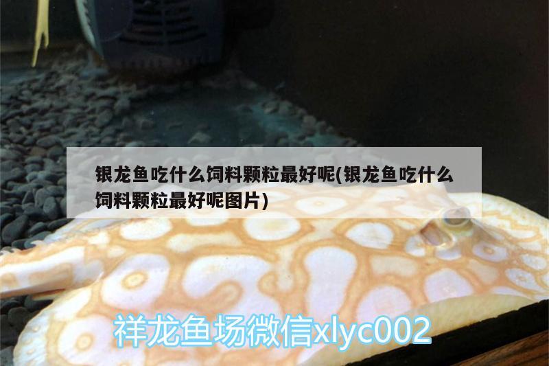 銀龍魚吃什么飼料顆粒最好呢(銀龍魚吃什么飼料顆粒最好呢圖片) 銀龍魚