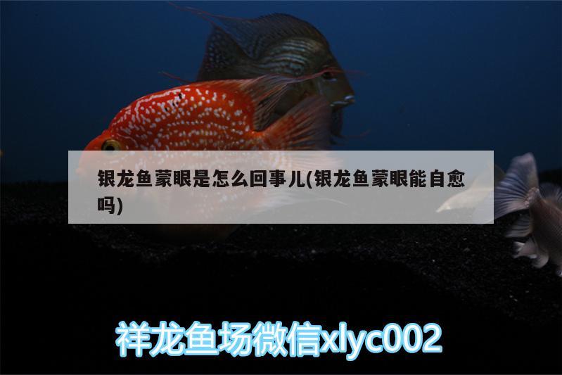 銀龍魚蒙眼是怎么回事兒(銀龍魚蒙眼能自愈嗎)