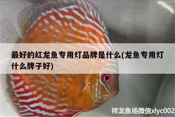 最好的紅龍魚專用燈品牌是什么(龍魚專用燈什么牌子好)