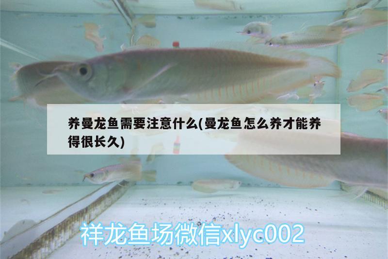 養(yǎng)曼龍魚需要注意什么(曼龍魚怎么養(yǎng)才能養(yǎng)得很長久)