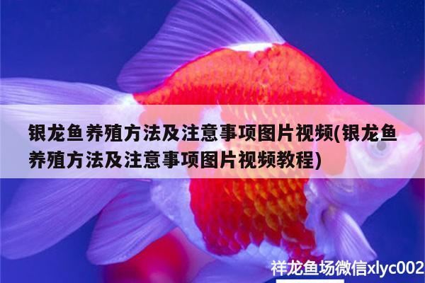 銀龍魚養(yǎng)殖方法及注意事項(xiàng)圖片視頻(銀龍魚養(yǎng)殖方法及注意事項(xiàng)圖片視頻教程) 銀龍魚百科