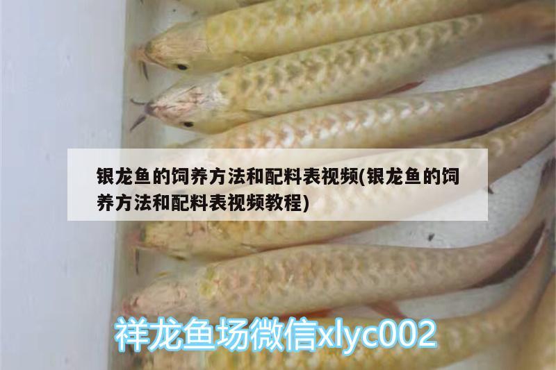 銀龍魚的飼養(yǎng)方法和配料表視頻(銀龍魚的飼養(yǎng)方法和配料表視頻教程)