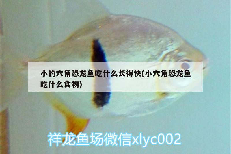 小的六角恐龍魚(yú)吃什么長(zhǎng)得快(小六角恐龍魚(yú)吃什么食物) 過(guò)濾設(shè)備