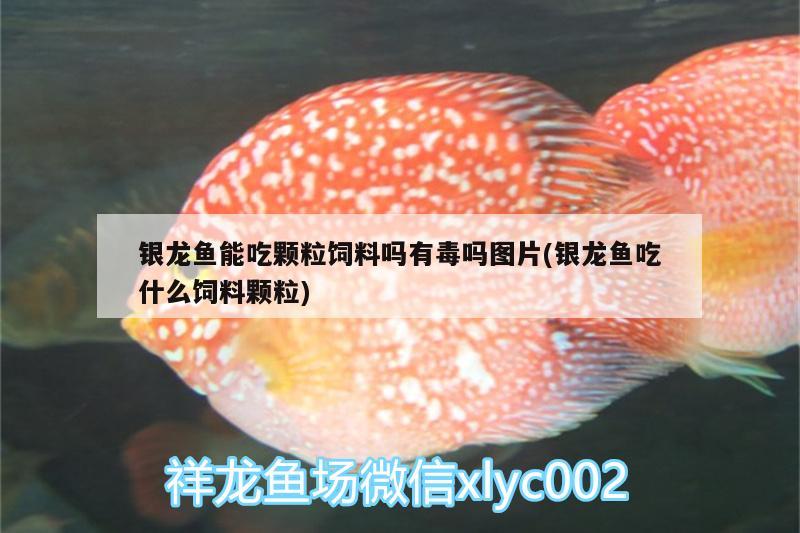 銀龍魚能吃顆粒飼料嗎有毒嗎圖片(銀龍魚吃什么飼料顆粒) 銀龍魚百科