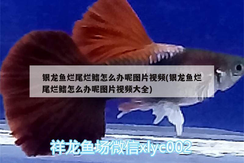 銀龍魚爛尾爛鰭怎么辦呢圖片視頻(銀龍魚爛尾爛鰭怎么辦呢圖片視頻大全) 銀龍魚百科