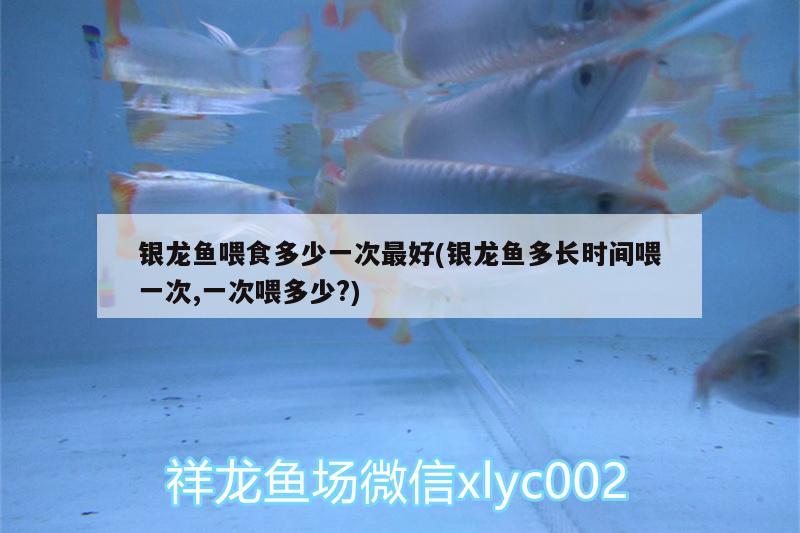 銀龍魚喂食多少一次最好(銀龍魚多長時間喂一次,一次喂多少?) 銀龍魚