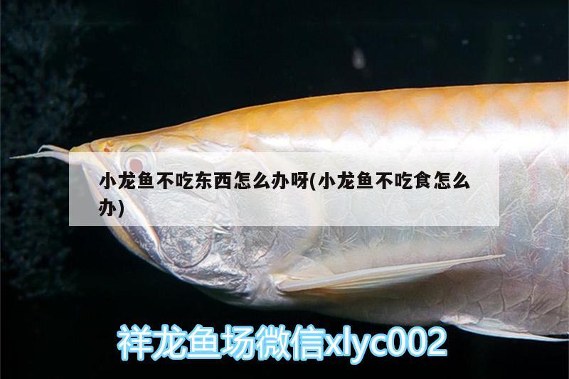 小龍魚不吃東西怎么辦呀(小龍魚不吃食怎么辦) 蝴蝶鯉